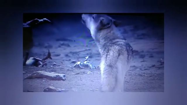 Клип про хищников смотреть онлайн