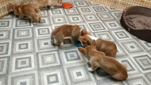 Королевский Корги - очаровательные девочки