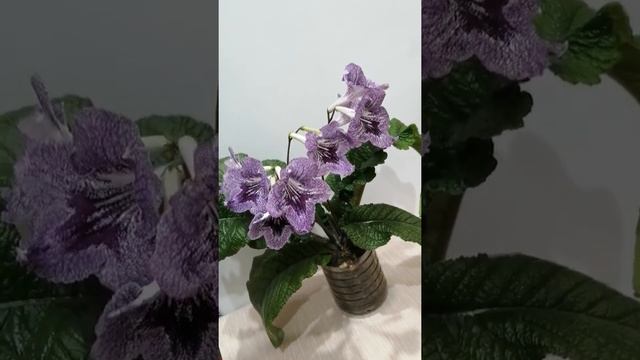 Стрептокарпус UA-Седой граф. Обзор смотреть онлайн