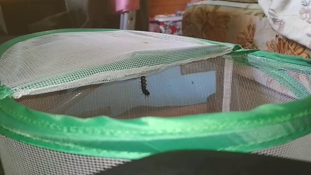 Окукливание гусеницы смотреть онлайн