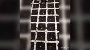 3%раствор перекиси водорода творит чудеса. Быстро взошла эустома.