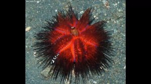 МОРСКИЕ ЕЖИ - ДИКОБРАЗЫ МОРСКИХ ГЛУБИН
