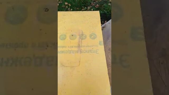 Кормушки-пчеломоры. Какие самые правильные кормушки для пчел смотреть онлайн