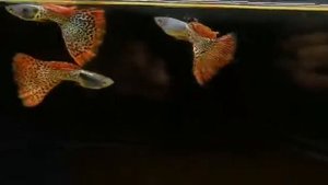 Гуппи чистая линия Черноголовая филигрань