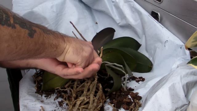 Rescue and re-invigorate a large unruly Phalaenopsis orchid смотреть онлайн