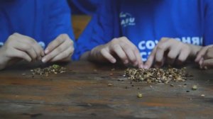 Сбор семян самшита. Автор видео Мария Кравец