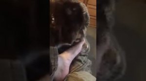 Mini Aussie dog licking feet