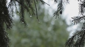 Rain. Звуки дождя и шум грома для лучшего сна.