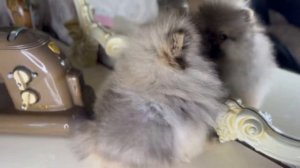 Элитный щенок шпица медвежьего типа (Медвежонок) - питомник померанских шпицев «Морошка Мама» в СПБ