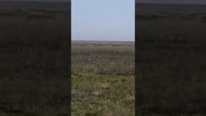 Сайгаки. Огромные стада кочуют. Запад Казахстана.