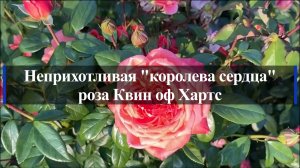 Неприхотливая "королева сердца" - роза Квин оф Хартс