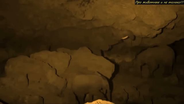 Каждую ночь слоны уходят в эту пещеру! Люди решили проследить за ними! Вы ахнете, узнав причину! смотреть онлайн