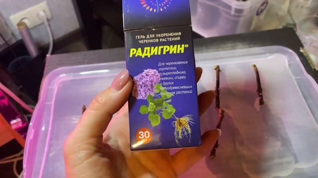 03.03 начинаю черенкование гортензий😉 Bonfire древесным черенком