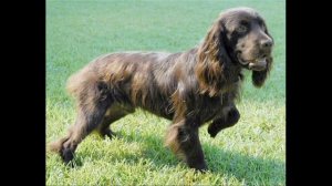 Бойкин спаниель (Boykin Spaniel)