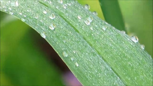 Water on Plants Version #I (Canon Powershot SX50 HS Video) смотреть онлайн