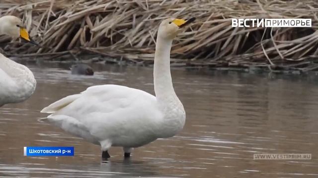 В Приморье лебеди-кликуны прилетели на постой в долину реки Артемовки смотреть онлайн