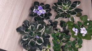 Распаковка посылки с фиалками.