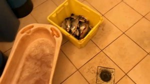 Солим рыбу. Как сохранить рыбу солёную, оригинальный способ!