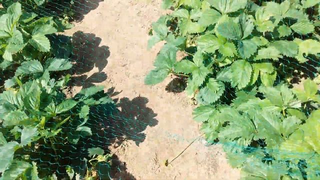 КАК укрыть ТРИ грядки ОДНОЙ сеткой? ТБ смотреть онлайн