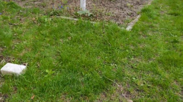 Сморчки на даче. 2021г. смотреть онлайн