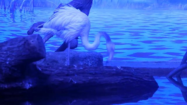 Crocus Oceanarium смотреть онлайн