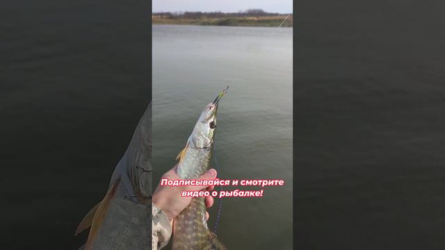 Попался вот такой щупачок! Помогла блесна AQUA Чухна. Рыбачили на спиннинг.