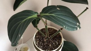 Мединилла спустя год. Полное разочарование и неоправданные ожидания.