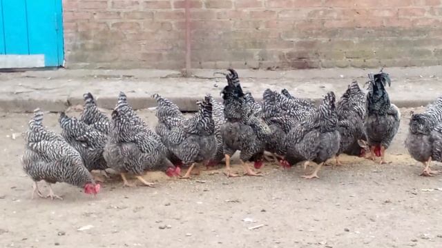 Куры породы немецкий ястреб (завезены из Венгрии) смотреть онлайн