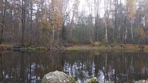 Обработка от клеща глицерино- щавеливыми полосками.