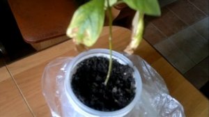 Как поживают укорененные черенки Клеродендрум угандийского. Кто выжил, кто нет?Clerodendrum Ugandan