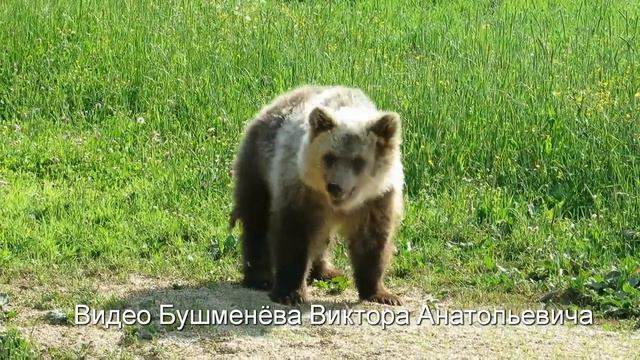 Кировский чиновник снял на видео медведя смотреть онлайн