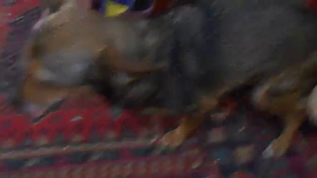 собака люся смотреть онлайн