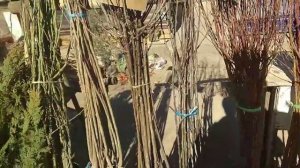 Элликкальа Бустон бозори