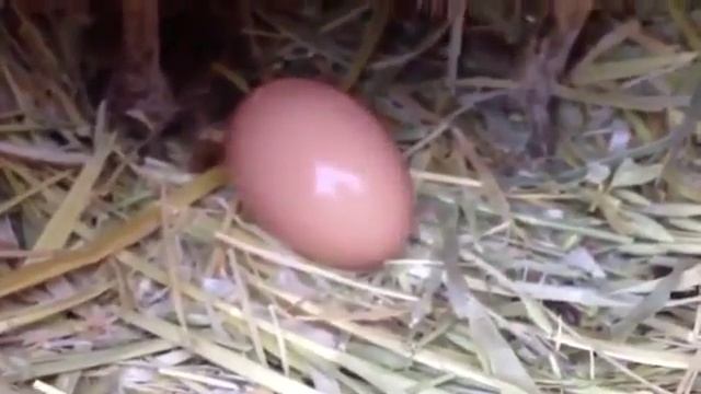 Родила яйцо. Курица снесла яйцо на крыше. Сколько яиц может снести амадина.