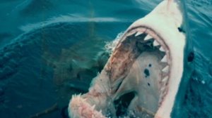 5 самых больших акул ! ( топы )