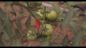 Видео инструкция клипсования кистедержателем томатов