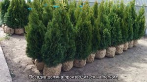 Туя Голден Смарагд (Golden Smaragd) — описание