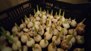 23.01.2024,Начало выгонки тюльпана   к 8 марта. Выгонка тюльпана в помещении.