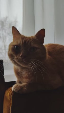 Филя — хороший кот