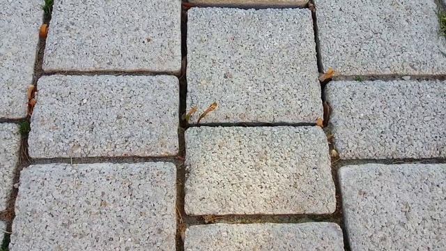 Кедр Ливанский.АР Крым г.Севастополь,сквер Василия Бузина 07.04.2022г. смотреть онлайн