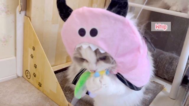 【HALLOWEEN】ハロウィーンの仮装をしておもちゃで夢中に遊ぶ母猫がこちらです смотреть онлайн