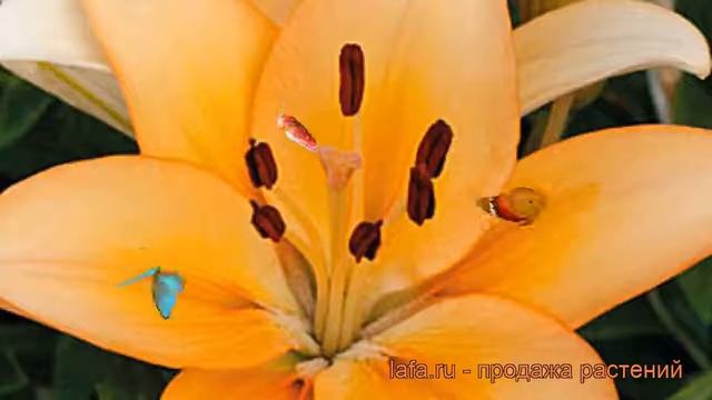 Лилия ла-гибрид Менорка (lilium la-hybrid menorca) ? обзор: как сажать, луковицы лилии Менорка смотреть онлайн