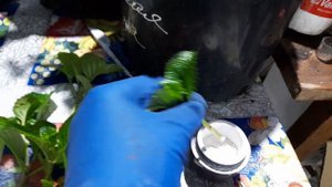 Черенкую крупнолистую гортензию! Таблетензия на стрижку!