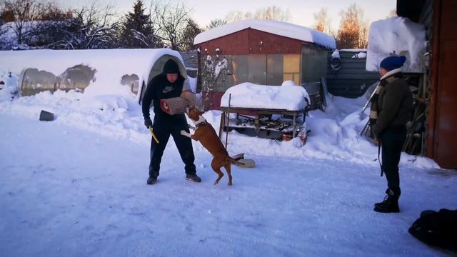 Атакующий  амстафф