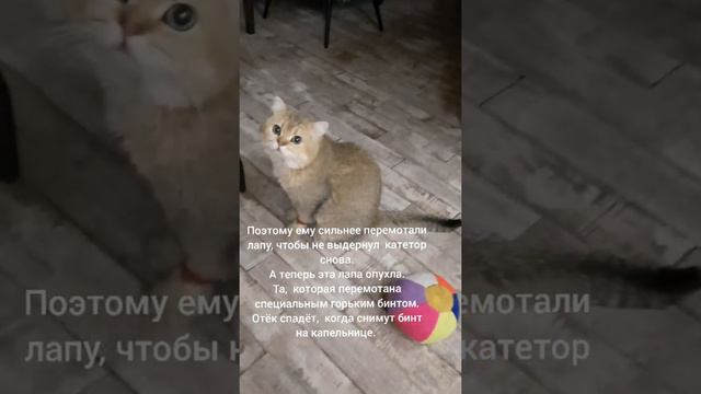 Кот Витя с перемотанными лапами 😥🐱🐈 #кот #коты #котик #котики #cat #cats #catlover #catvideos