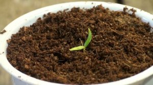 Выращивание чили перца: чайный пакетик+сухие семена+грунт: результат меня удивил