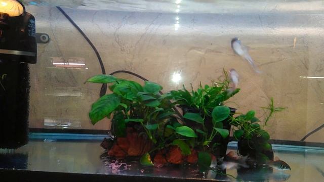 Групповой нерест коридорасов Венесуэла оранж смотреть онлайн