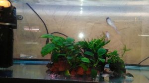 Групповой нерест коридорасов Венесуэла оранж