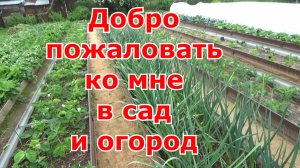 Обзор моего сада, огорода и теплиц на 14.06. Коротко обо всём.