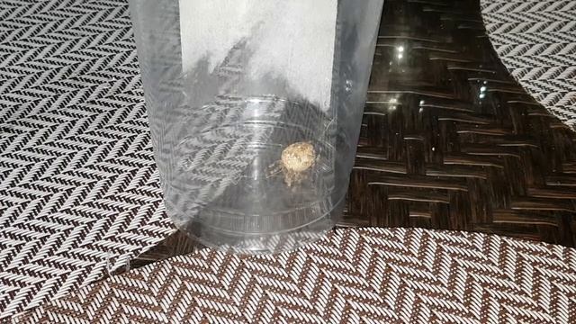 РИТУАЛ ОТПРАВИТЬ ПАУКА ЗА УДАЧЕЙ..ДЛЯ ВСЕХ.. Инга Хосроева - Ведьмина изба смотреть онлайн